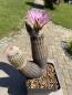 Preview: Echinocereus dasyacanthus